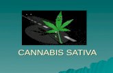 CANNABIS SATIVA. Cannabis sativa  Es una planta originaria de Asia Oriental.  Su uso alcanza una gran difusión en China, India y los países