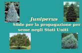 Juniperus Sfide per la propagazione per seme negli Stati Uniti