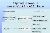 Riproduzione e sessualit  cellulare