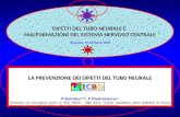 LA PREVENZIONE DEI DIFETTI DEL TUBO NEURALE R Bortolus 1,2,3 , P Mastroiacovo 1