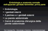 Embriologia e anatomia normale dell’apparato genitale femminile: prima parte