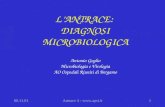 L’ANTRACE:  DIAGNOSI MICROBIOLOGICA Antonio Goglio Microbiologia e Virologia