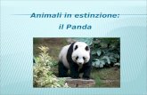 Animali in estinzione: il Panda