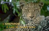 I l  ghepardo