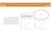 La frequenza della scarica ripetitiva di PA dipende dall’entità dello stimolo depolarizzante