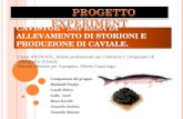 CAVISTOR - Impresa di allevamento di storioni e produzione di caviale.