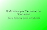 Il Microscopio Elettronico a Scansione