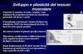 Sviluppo e plasticità del tessuto muscolare