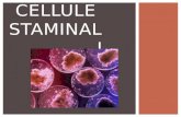 Cellule  staminali