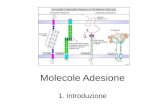Molecole Adesione