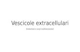 Vescicole extracellulari