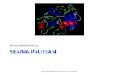 Serina proteasi