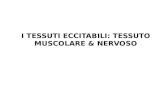 I TESSUTI ECCITABILI: TESSUTO MUSCOLARE & NERVOSO