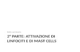 2°  parte: attivazione di linfociti e di  mast cells