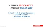 I due livelli di organizzazione Classificazione La cellula eucariota