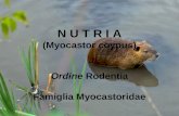 N U T R I A (Myocastor coypus) Ordine  Rodentia Famiglia Myocastoridae
