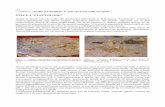 Analisi petrografiche - Le stele rinvenute nella necropoli [2-2]