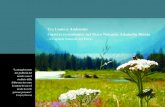 Report - Tra Uomo e Ambiente: i servizi ecosistemici nel Parco Naturale Adamello Brenta