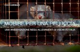 Morire per una pelliccia | Dossier investigazione allevamenti di visoni