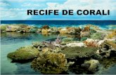 Recife de Corali