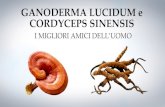 Ganoderma e Cordyceps