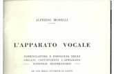 A.morelli l'Apparato Vocale (2)