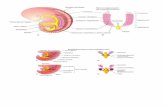 Anatomia y Embrio Urinario