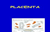 Placenta presentazione