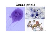 Giardia Lamblia [Modo de Compatibilidad]