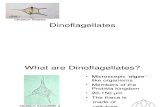 Dino Flagellate s