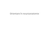 Neuro C2 Neuroanatomie 2013 p2