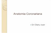 Anatomia Coronari an A
