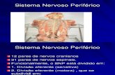 Aula de Sistema Nervoso Periferico