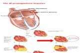Fisiologia Beluardo Cardiocircolatorio Parte 2