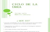 Ciclo de La Urea Expo