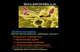 Salmonella Expo. Prof Aurea 12feb09