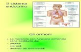 Lezione II-10 endocrino 04-04-11