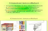 CITOLOGIA Lezione 4 Membrana-citoscheletro 29-10-09