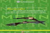 Pipistrelli Istruzioni per la conservazione di un terzo dei mammiferi terrestri italiani