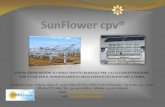 Referenze sunflower hcpv