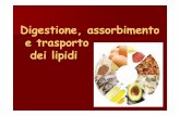 MED  digestione Lipidi e Assorbimento