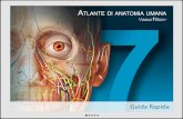 Atlante di anatomia umana per Online-Version