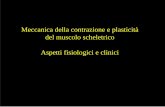 Meccanica della contrazione e plasticità del muscolo scheletrico ...