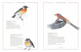 Inventario illustrato uccelli