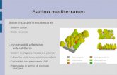 Implementazione e gestione di database vegetazionali a supporto della conservazione della biodiversità gli arbusteti sclerofillici dell’ordine Pistacio-Rhamnetalia