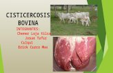 Cisticercosis bovina