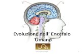 Evoluzione dell'encefalo umano - Lezione 2015 Università degli Adulti e Anziani BL