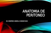 Anatomia de peritoneo