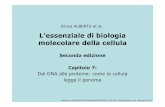 L'essenziale di biologia molecolare della cellula Seconda edizione ...