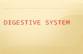 Digestive system CPT CODING-2017